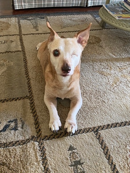 Entry image for Senator Wrigley. Clicking this image will show a larger photo