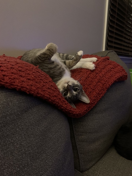 Entry image for Luna. Clicking this image will show a larger photo