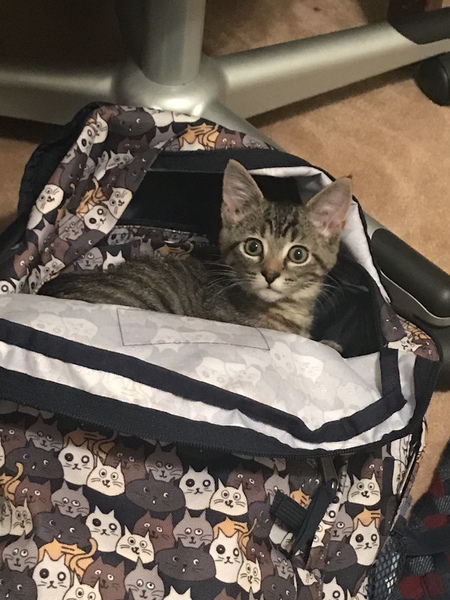 Entry image for Bean. Clicking this image will show a larger photo