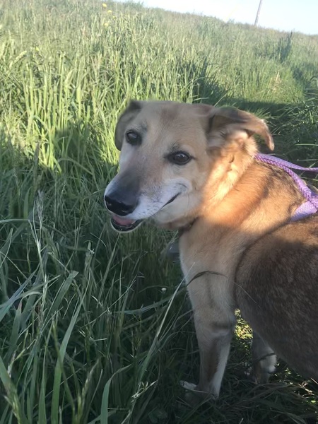 Entry image for Beatrice Coyote. Clicking this image will show a larger photo