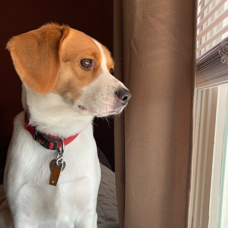 Entry image for Precious. Clicking this image will show a larger photo