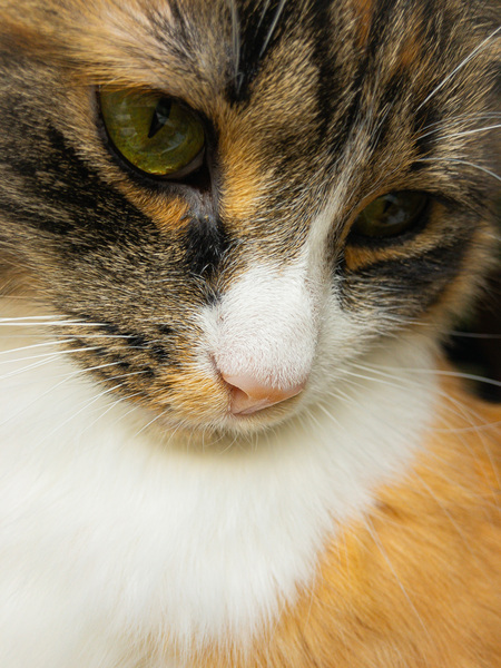 Entry image for Poppy. Clicking this image will show a larger photo