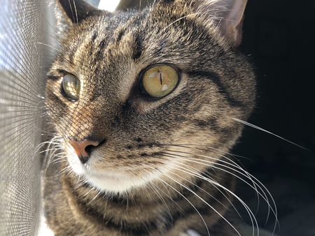 Entry image for Tink. Clicking this image will show a larger photo