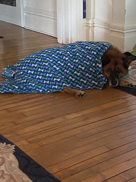 Entry image for Zeke. Clicking this image will show a larger photo