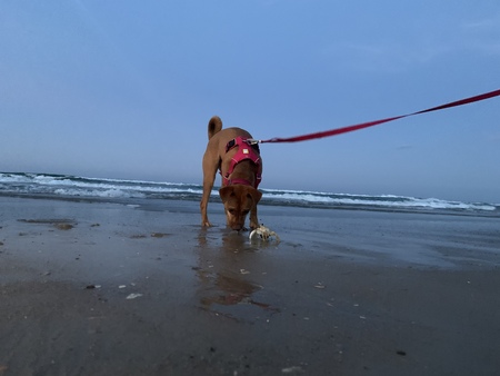 Entry image for Reese. Clicking this image will show a larger photo