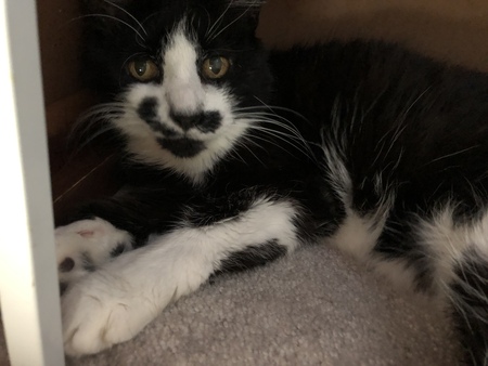 Entry image for Moustacha. Clicking this image will show a larger photo