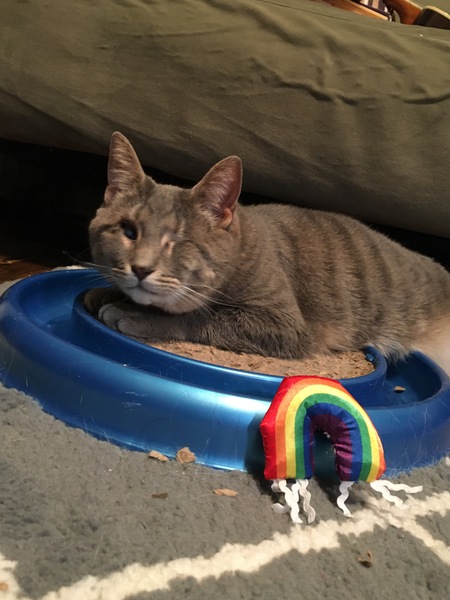 Entry image for Freesia. Clicking this image will show a larger photo