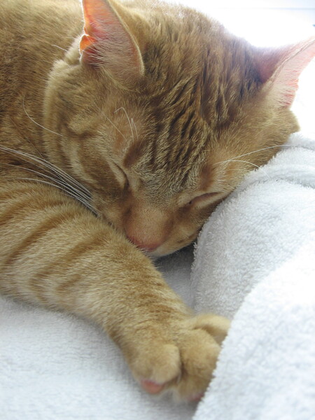 Entry image for JoJo. Clicking this image will show a larger photo