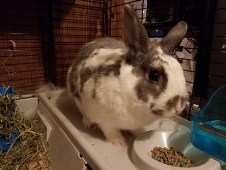 Entry image for Piper. Clicking this image will show a larger photo