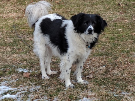 Entry image for Riley . Clicking this image will show a larger photo