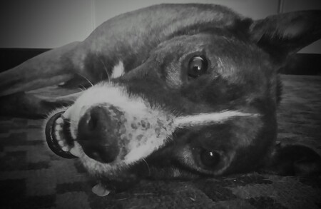 Entry image for Boss. Clicking this image will show a larger photo