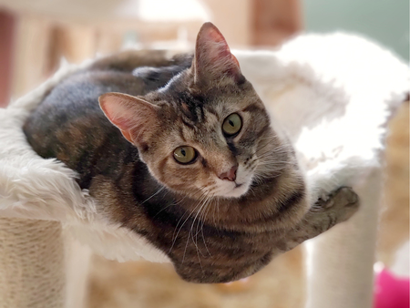 Entry image for Sabrina. Clicking this image will show a larger photo