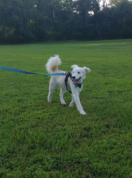 Entry image for Finnegan . Clicking this image will show a larger photo