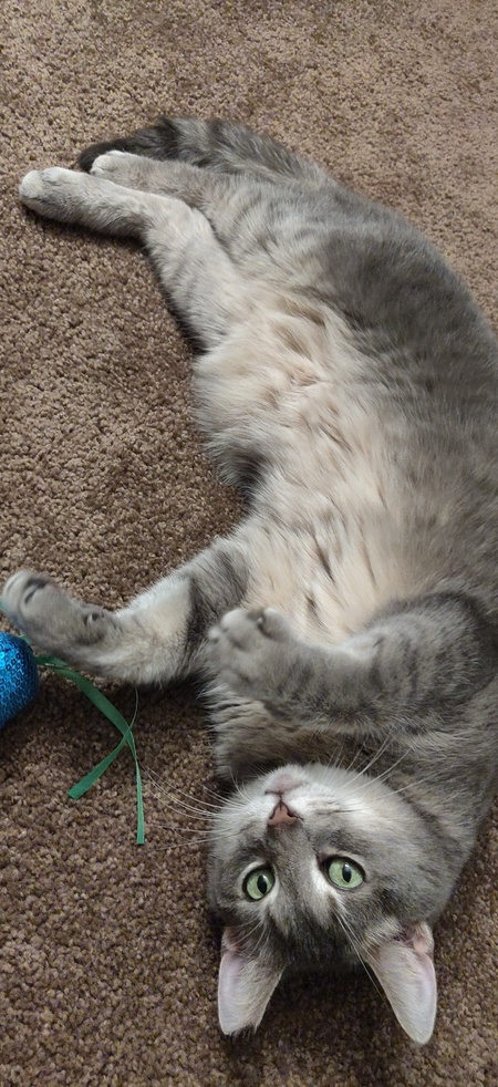 Entry image for Emmy. Clicking this image will show a larger photo