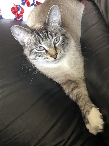 Entry image for Oliver. Clicking this image will show a larger photo