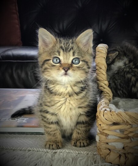 Entry image for Jensen. Clicking this image will show a larger photo