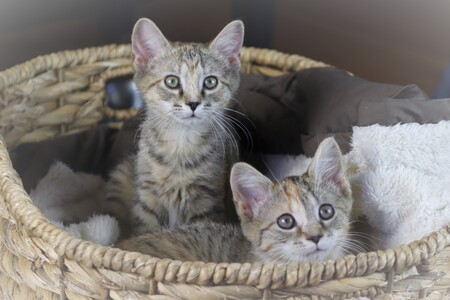 Entry image for Florence & Sicily. Clicking this image will show a larger photo