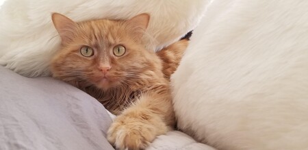 Entry image for Emerson/Emmy/Kit Cat. Clicking this image will show a larger photo