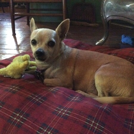 Entry image for RoCCo. Clicking this image will show a larger photo