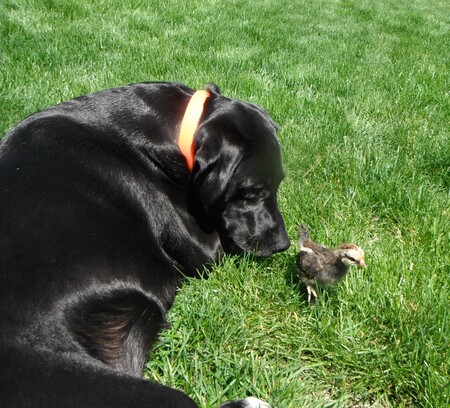 Entry image for Elvira. Clicking this image will show a larger photo