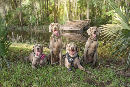 Willow, Mollie,  Ezra, Rory