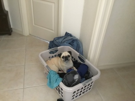 Joe likes to help with the laundry