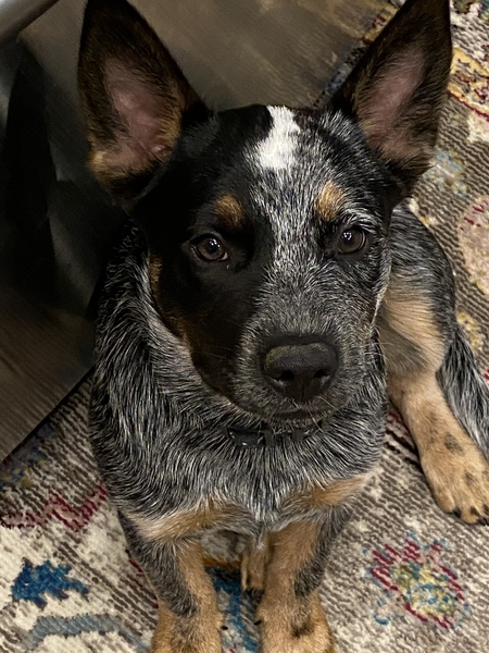 Mabel Jane 