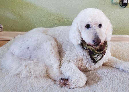 Pearl Fowler 13 Year Old Goldendoodle