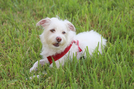 Vinnie Von Schnoodle