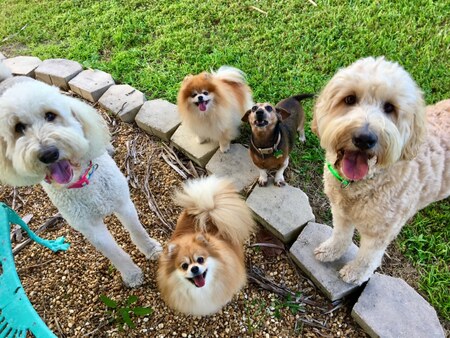 Grace, Lucy, Ellie, Rudy and Bonnie