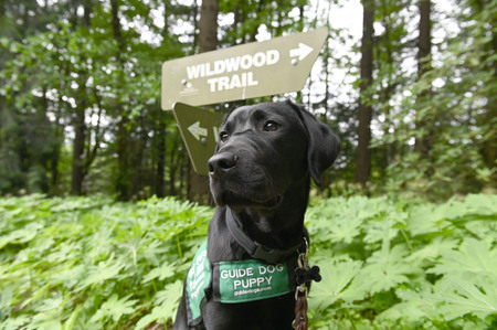 Wildwood Pup