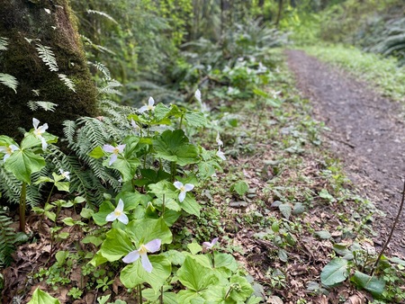 Trillium on Newton Road