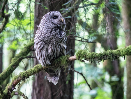 Forest Park Barred Owl 