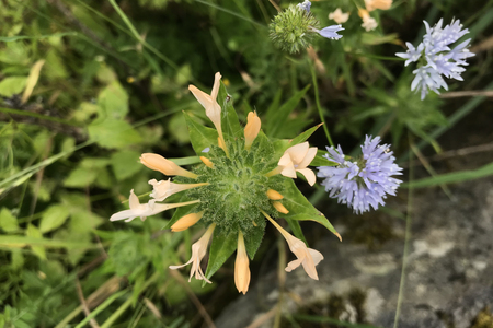 Wildflowers Leading to Wildwood Trail