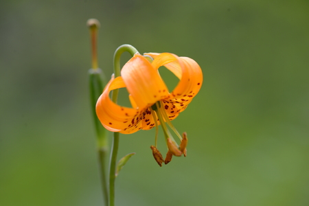 Tiger Lily