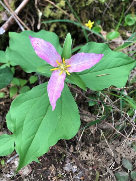 Pink Pacific Trillium 