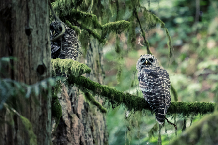 Barred Owls on Lower Macleay Trail