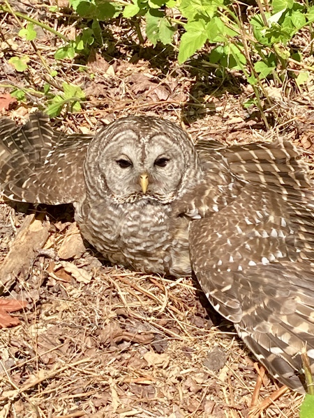 Owl sunbathing