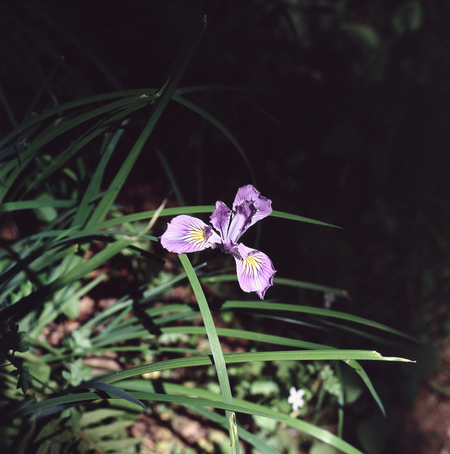 Dappled Iris