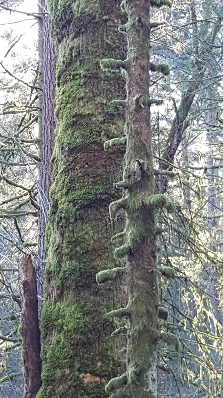 vertical mosses and lichens