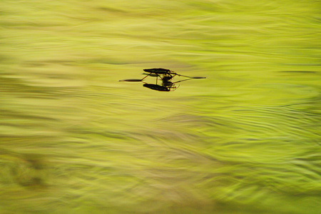 Water Skipper Reflection