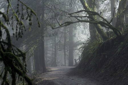 Misty Morning