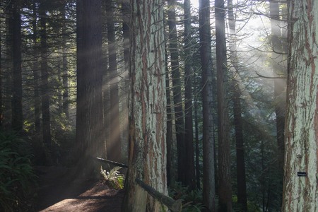 Sequoia Sun Rays