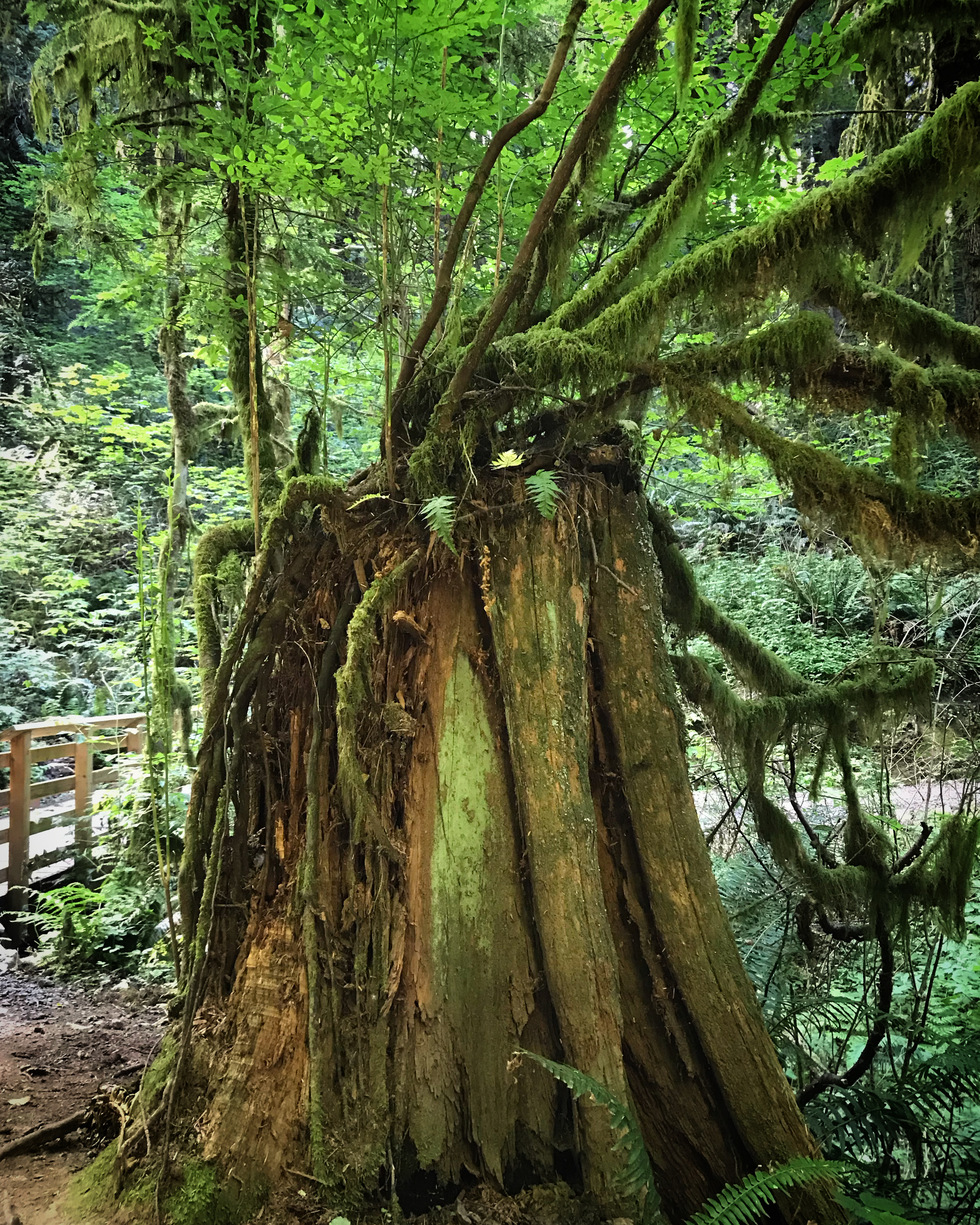 Vote for Wildwood Wonder Forest Park Calendar Contest 2021