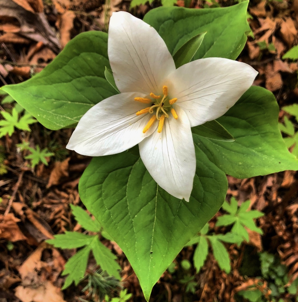 Vote for The Elusive Quadrillium Forest Park Calendar Contest 2021