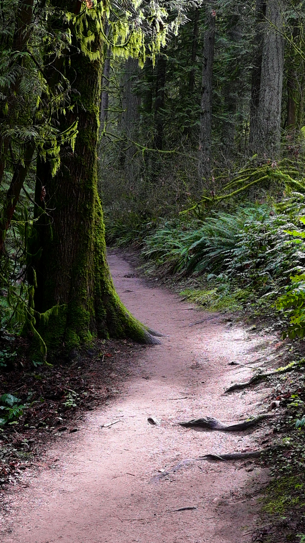 Vote For Walk This Way Wildwood Forest Park Calendar Contest 2021 Vote For Walk This Way Wildwood Forest Park Calendar Contest 2021