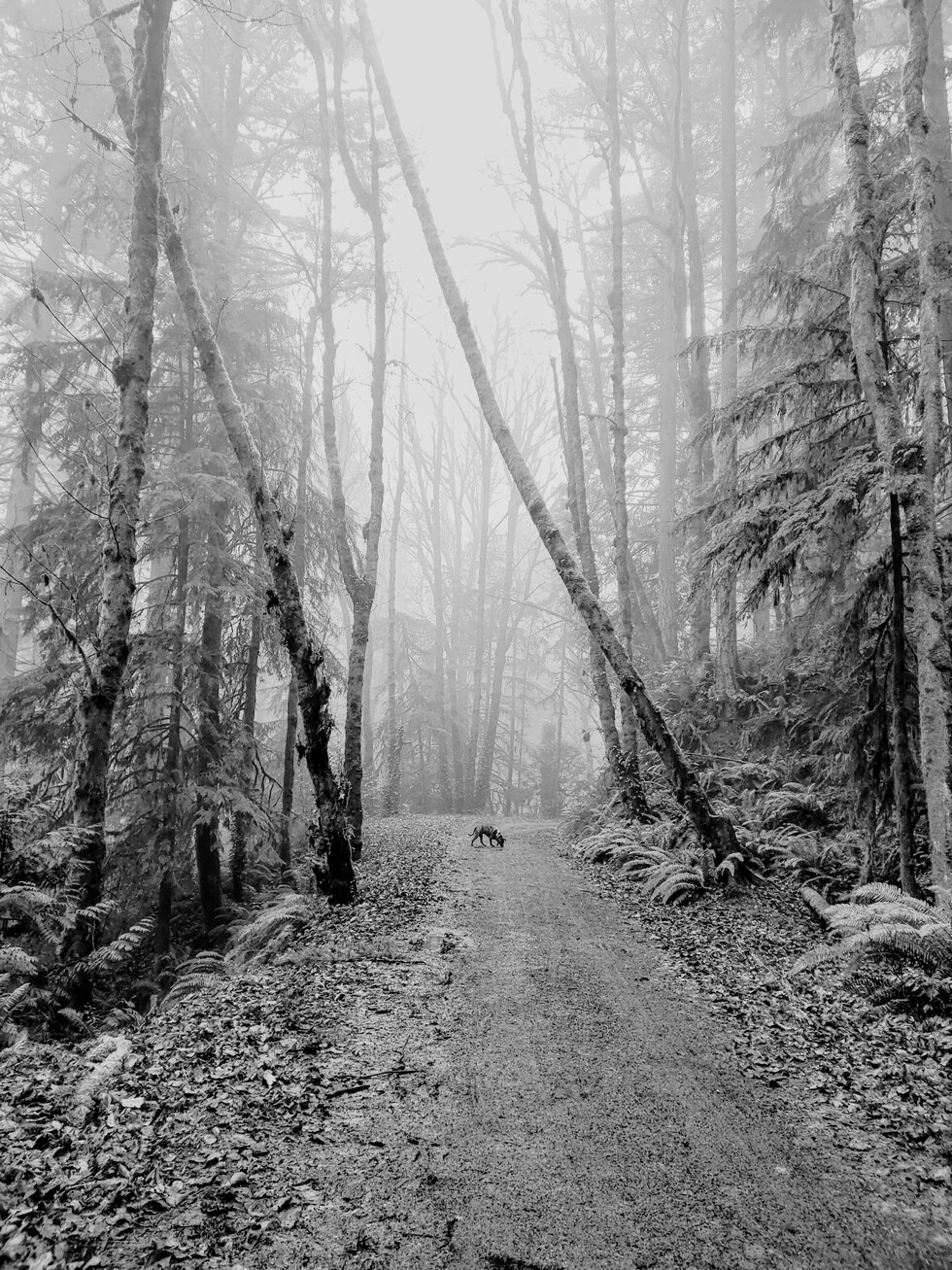 Vote for Leif Erickson Winter Walk Forest Park Calendar Contest 2021