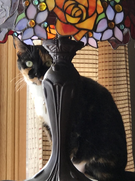 Sophia 