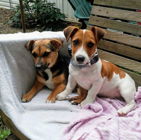 Bella & Taz
