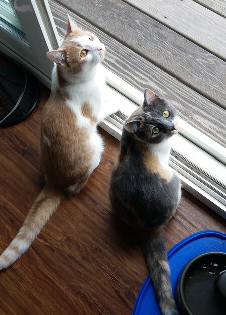 Rocky & Adrian